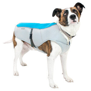 Bingpet dog cooling jacket best sale