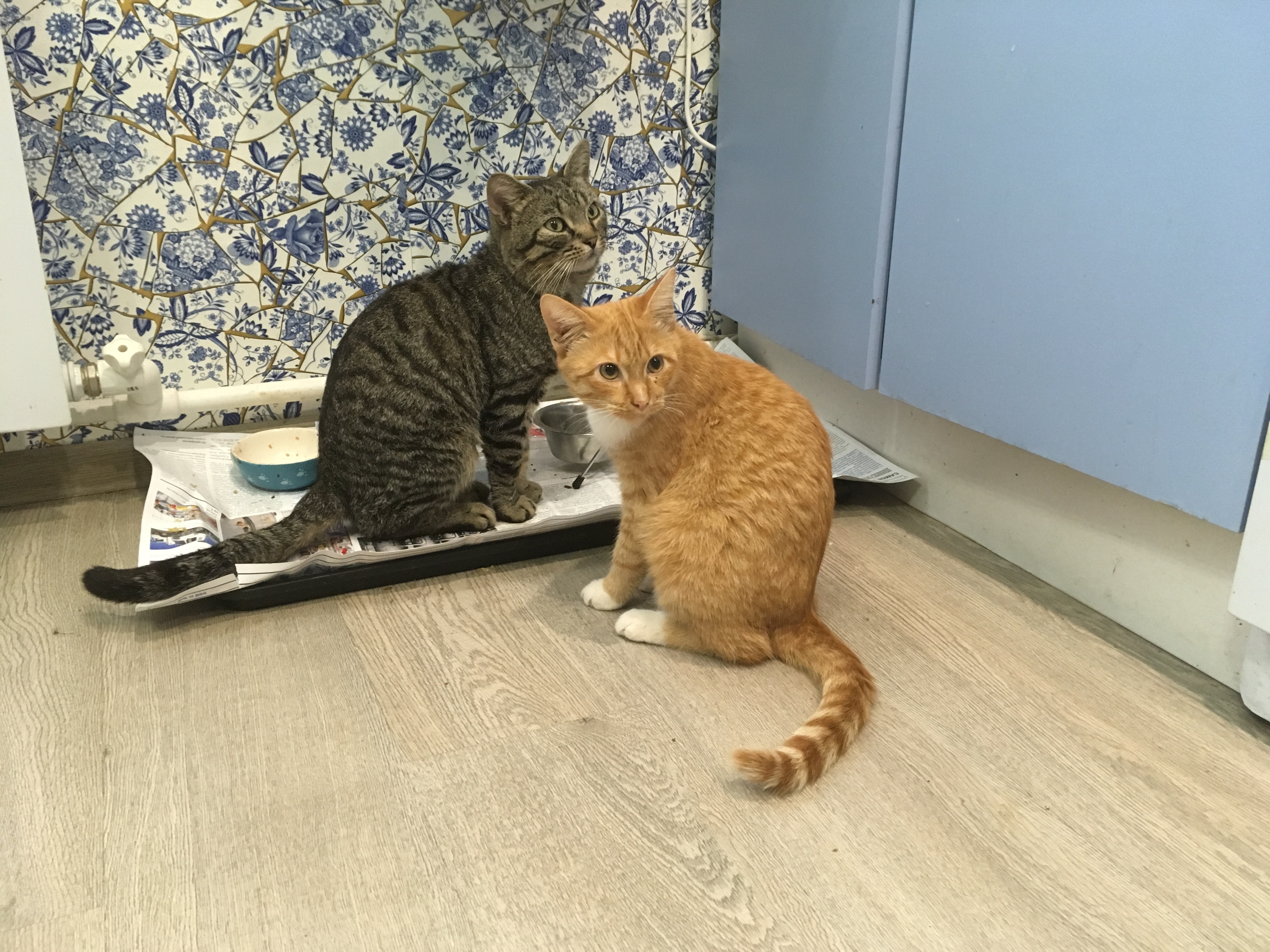 Маркиз и Семка- два соседских кота у себя дома 