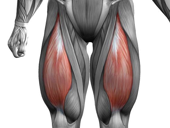 Прямая мышца бедра