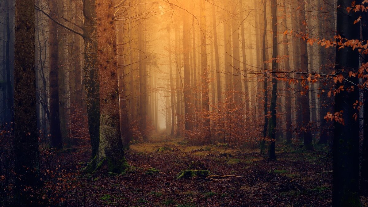 Pixabay License. https://pixabay.com/ru/photos/%D0%BB%D0%B5%D1%81%D0%B0-%D1%81%D0%B2%D0%B5%D1%82-%D1%81%D1%83%D0%BC%D0%B5%D1%80%D0%BA%D0%B8-%D0%B1%D0%B5%D1%81%D1%86%D0%B2%D0%B5%D1%82%D0%BD%D1%8B%D0%B9-3119826/