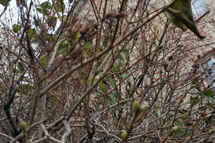 В Сибири у сирени и жимолости в октябре распустились листья.