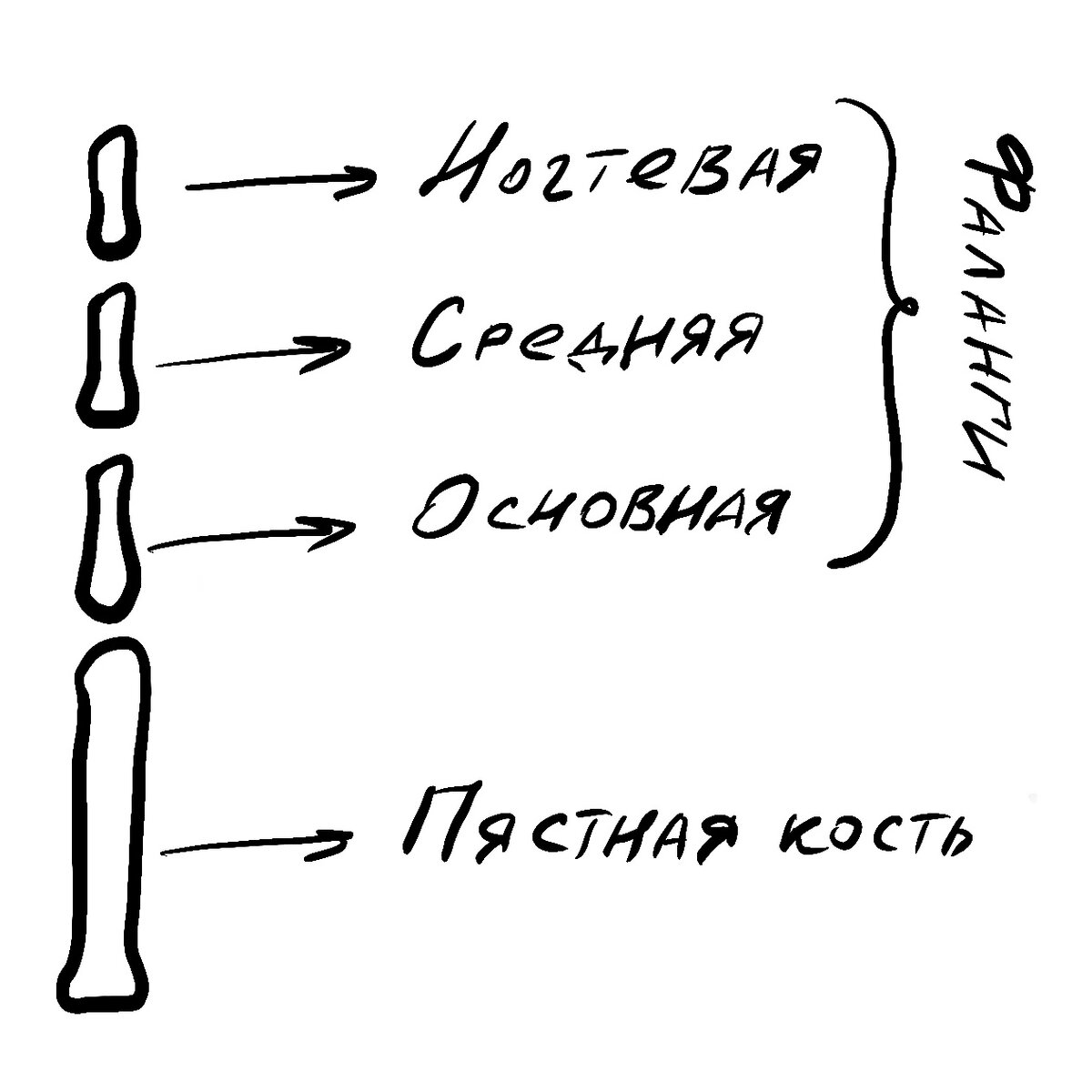 Строение луча кисти руки. 