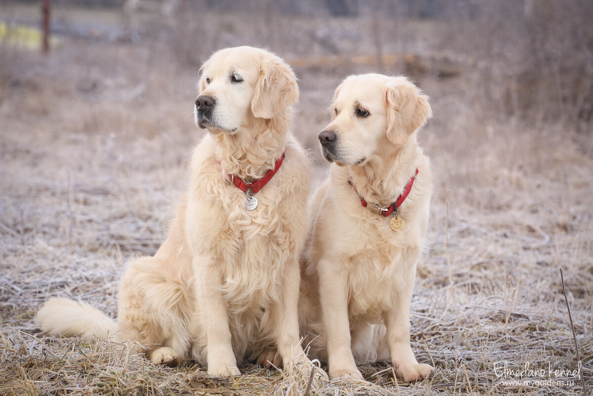 Золотистые ретриверы Эмили и Руби, питомник "Эльмедано" mygoldens.ru