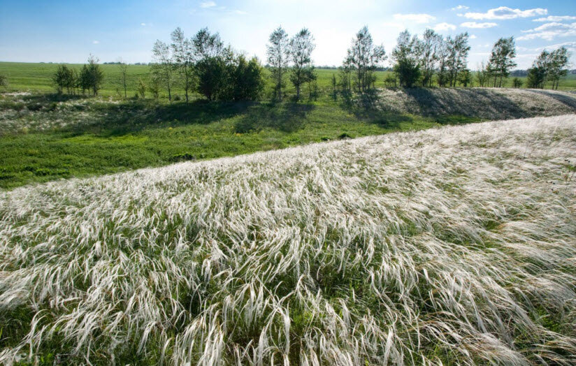 Фото заповедника алехина в курской области фото