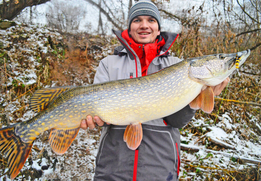 Мандула LEX Premium