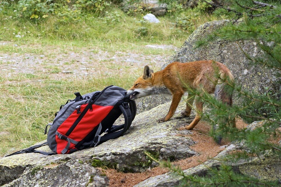 Все в дом, все в нору!