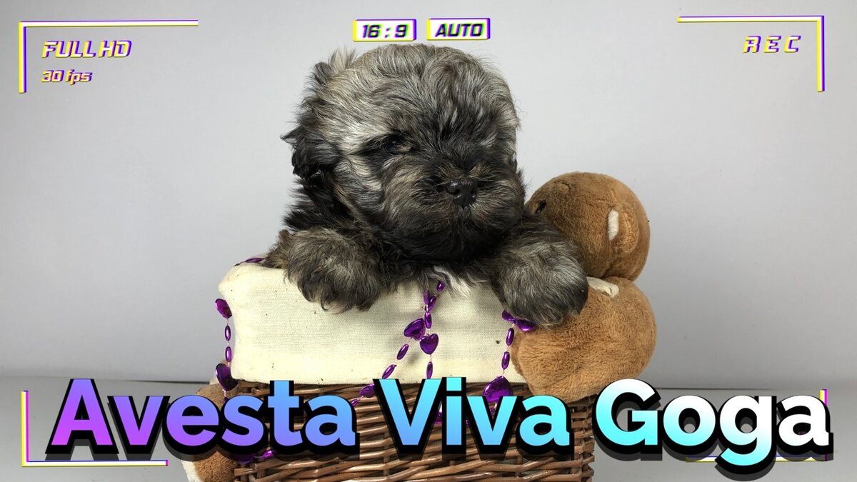 Авеста Вива Гога. Щенок русской цветной болонки.