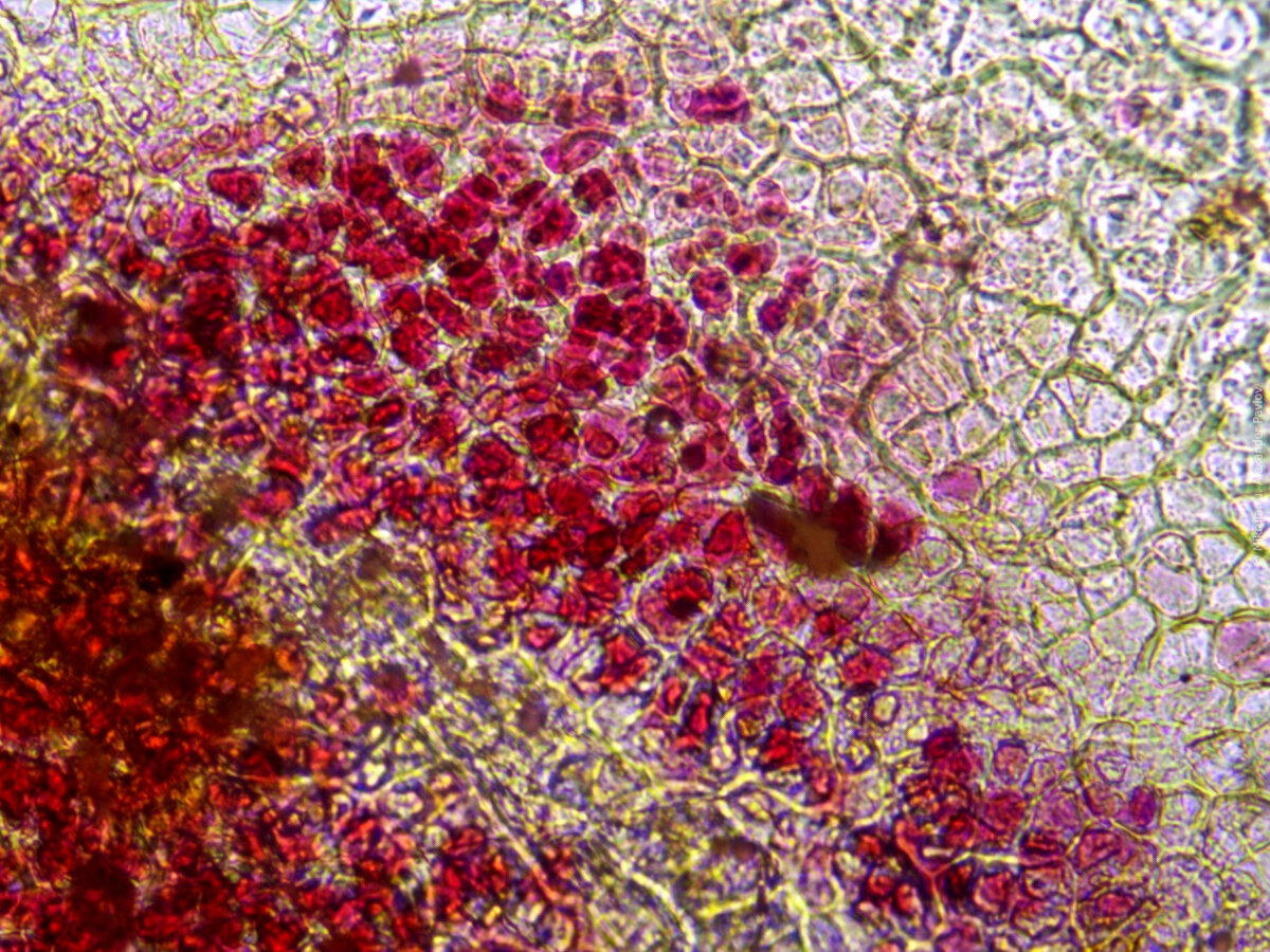 Клетки яблока под микроскопом