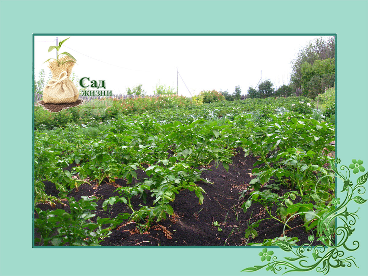 Внекорневая подкормка картофеля