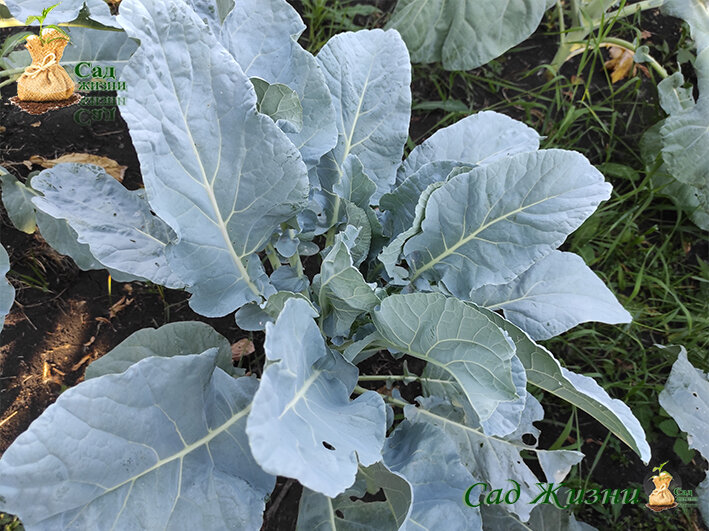 Почему не завязывается головка у цветной капусты