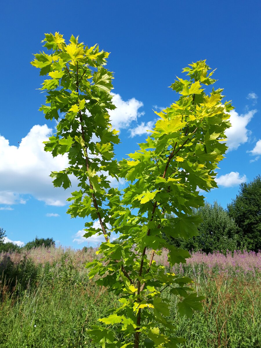 Клен остролистный 'Princeton Gold'