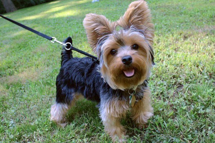 Йоркширский терьер (Yorkshire Terrier) – фото, описание породы, стрижка и одежда, отзывы владельцев