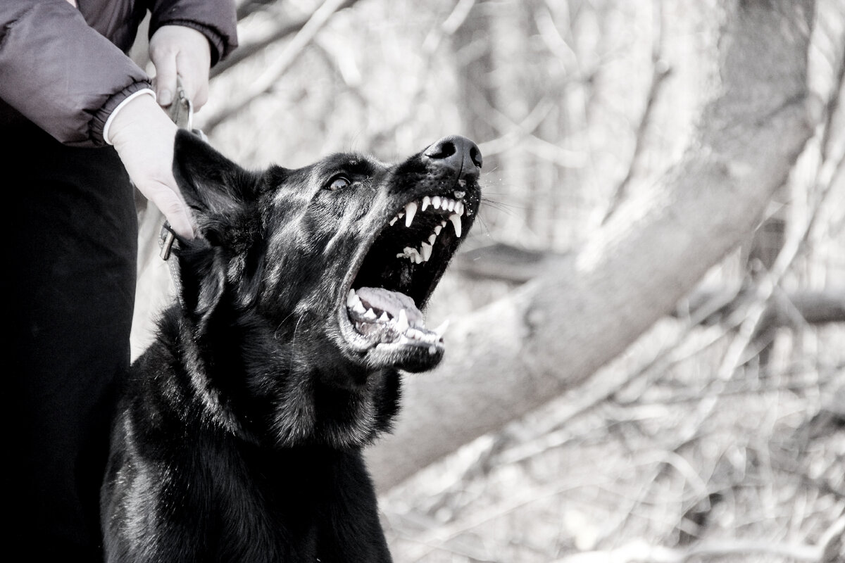 Кажется кто-то показал зубки)