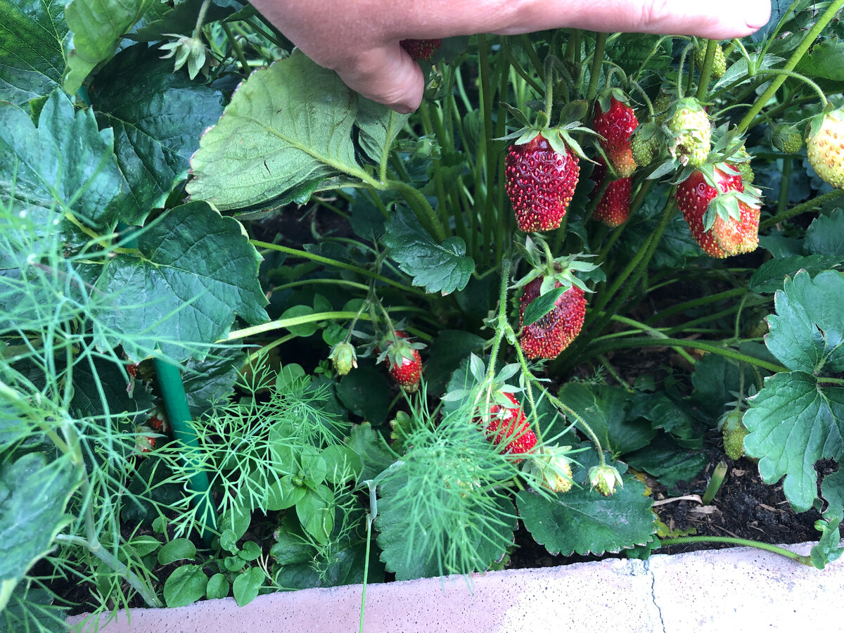 Урожай Купчихи в 2021 году, о причинах неурожая пишу ниже