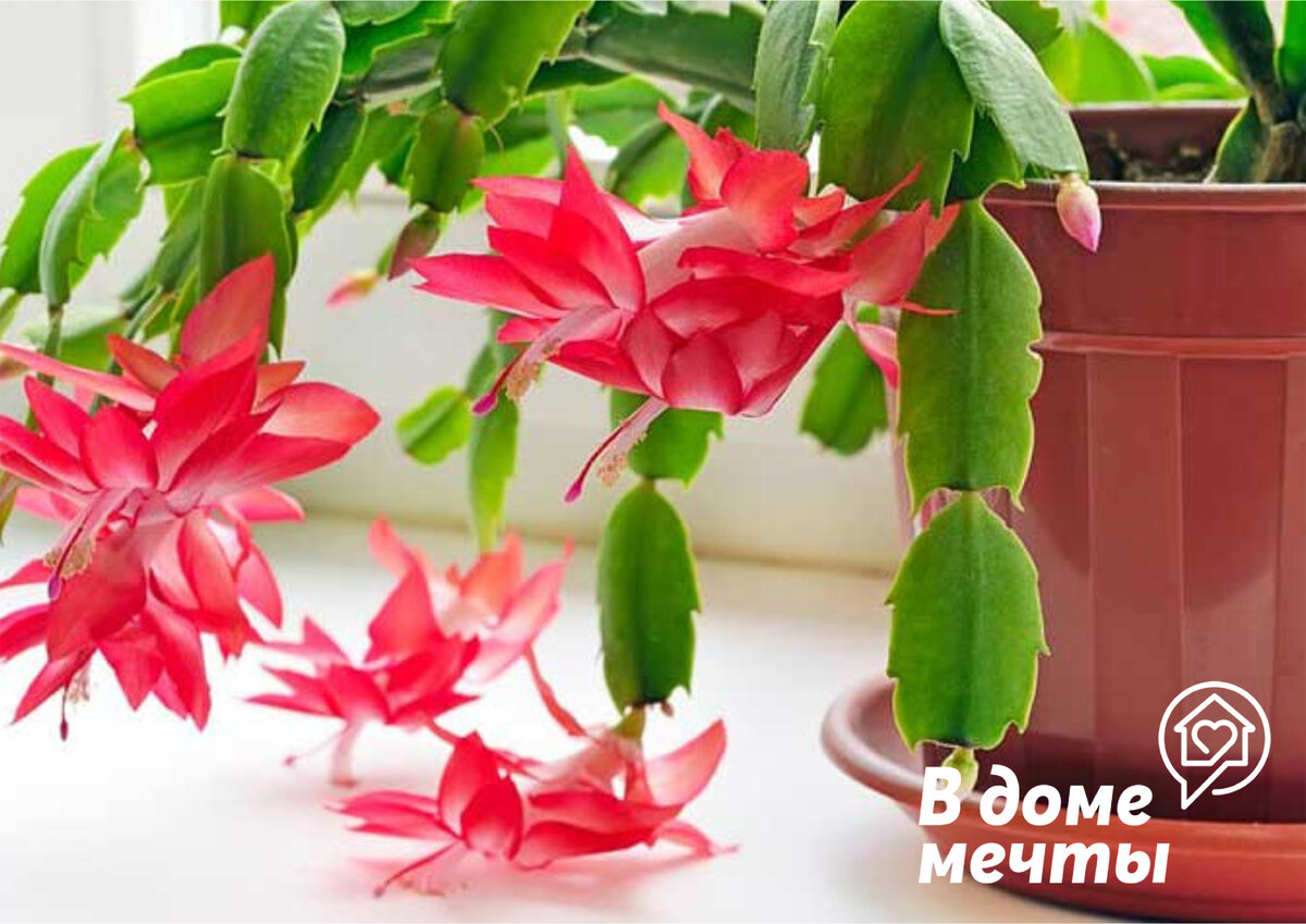 как поливать декабрист во время цветения зимой