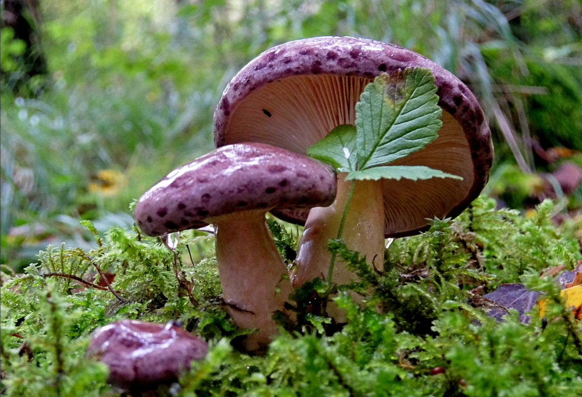 Автор фото пользователь с ником Бывалый роллер