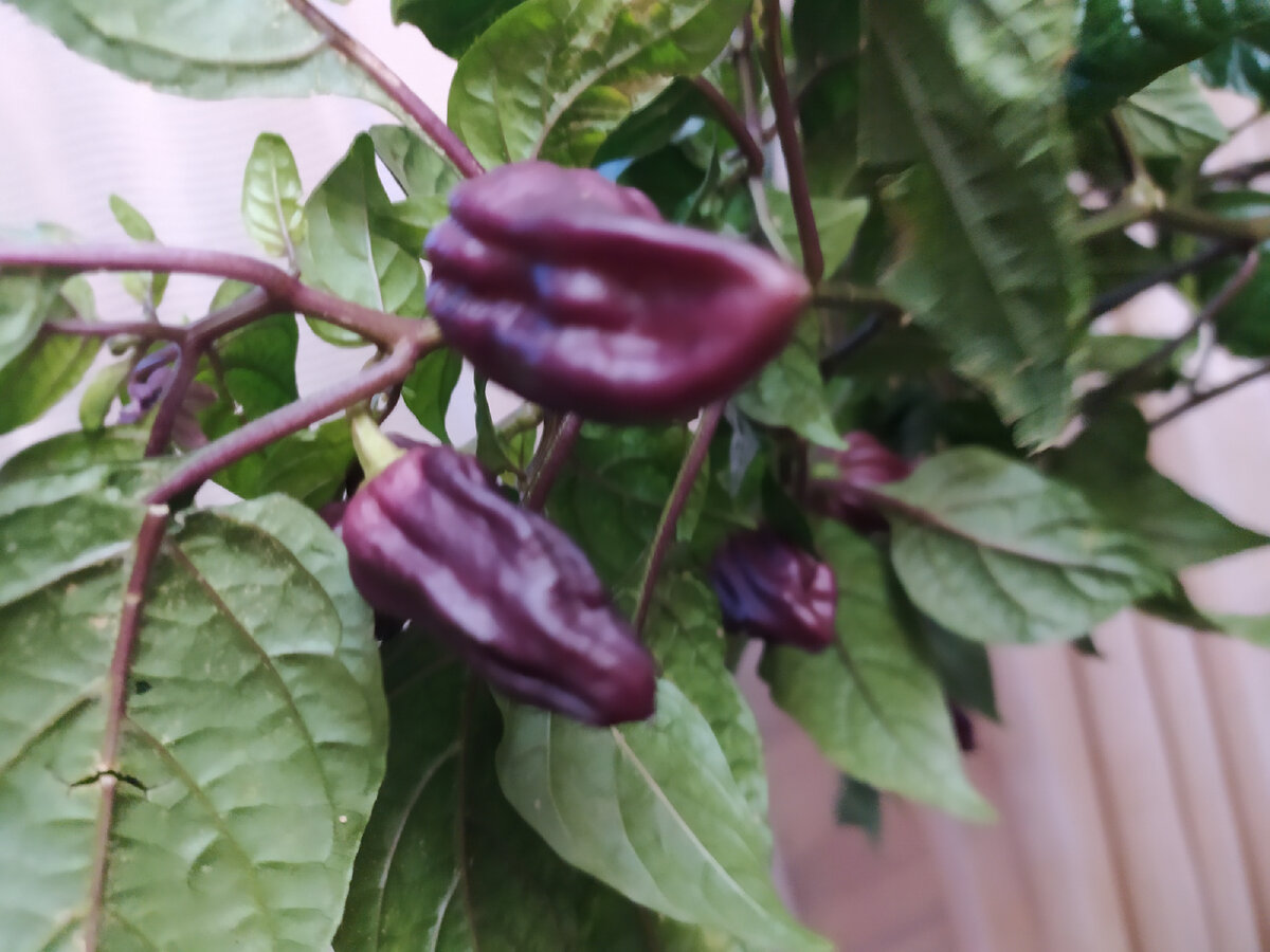 Перец острый Джолокия Пурпурный