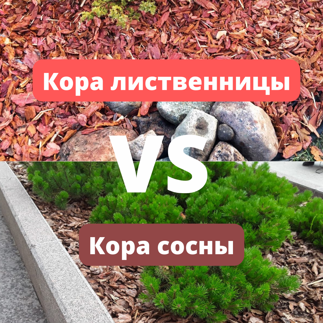 Кора лиственницы или кора сосны?