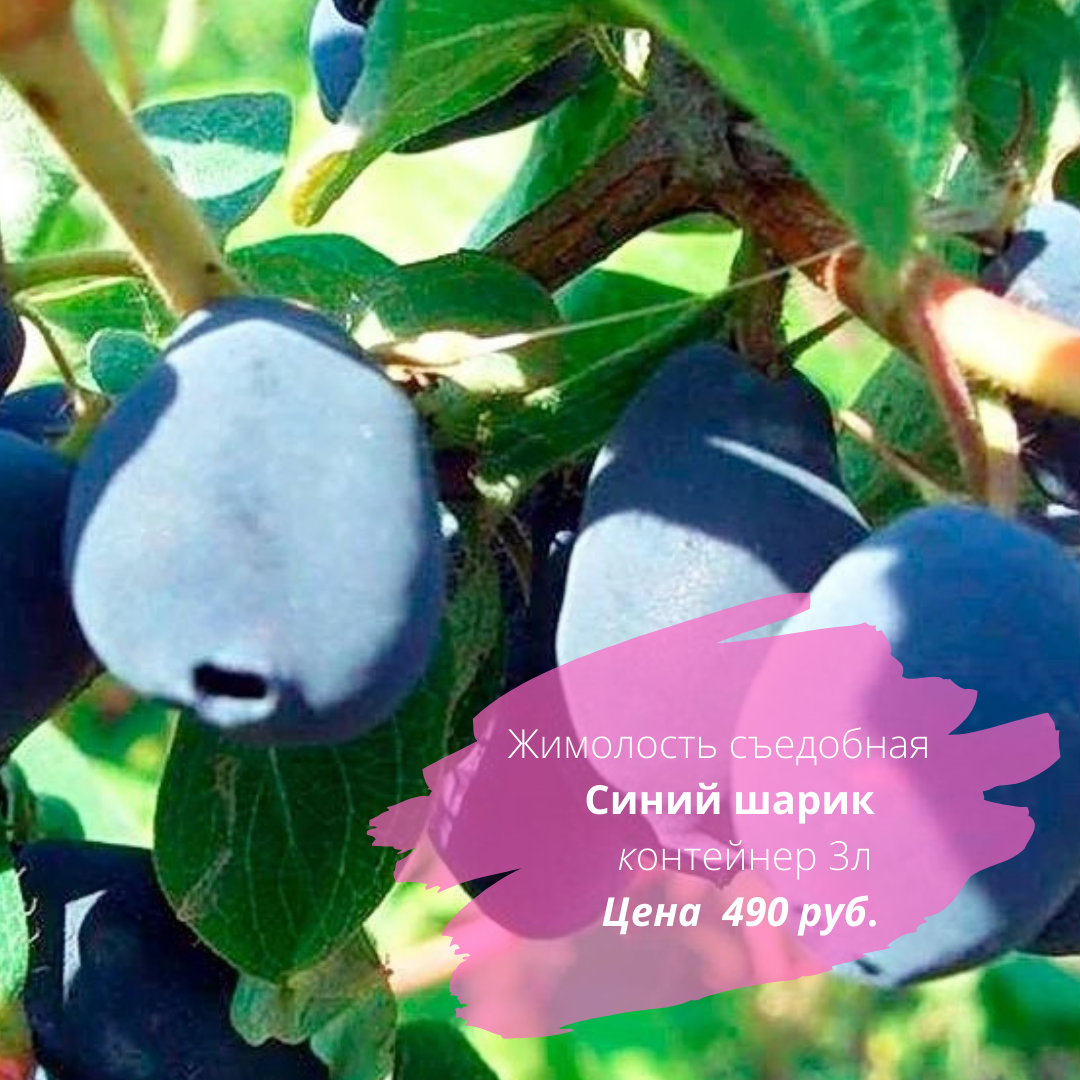 Синий шарик – куст среднерослый, среднего срока созревания с крупными ягодками. Вкус плодов сладкий, с приятным послевкусием. Урожайность высокая.