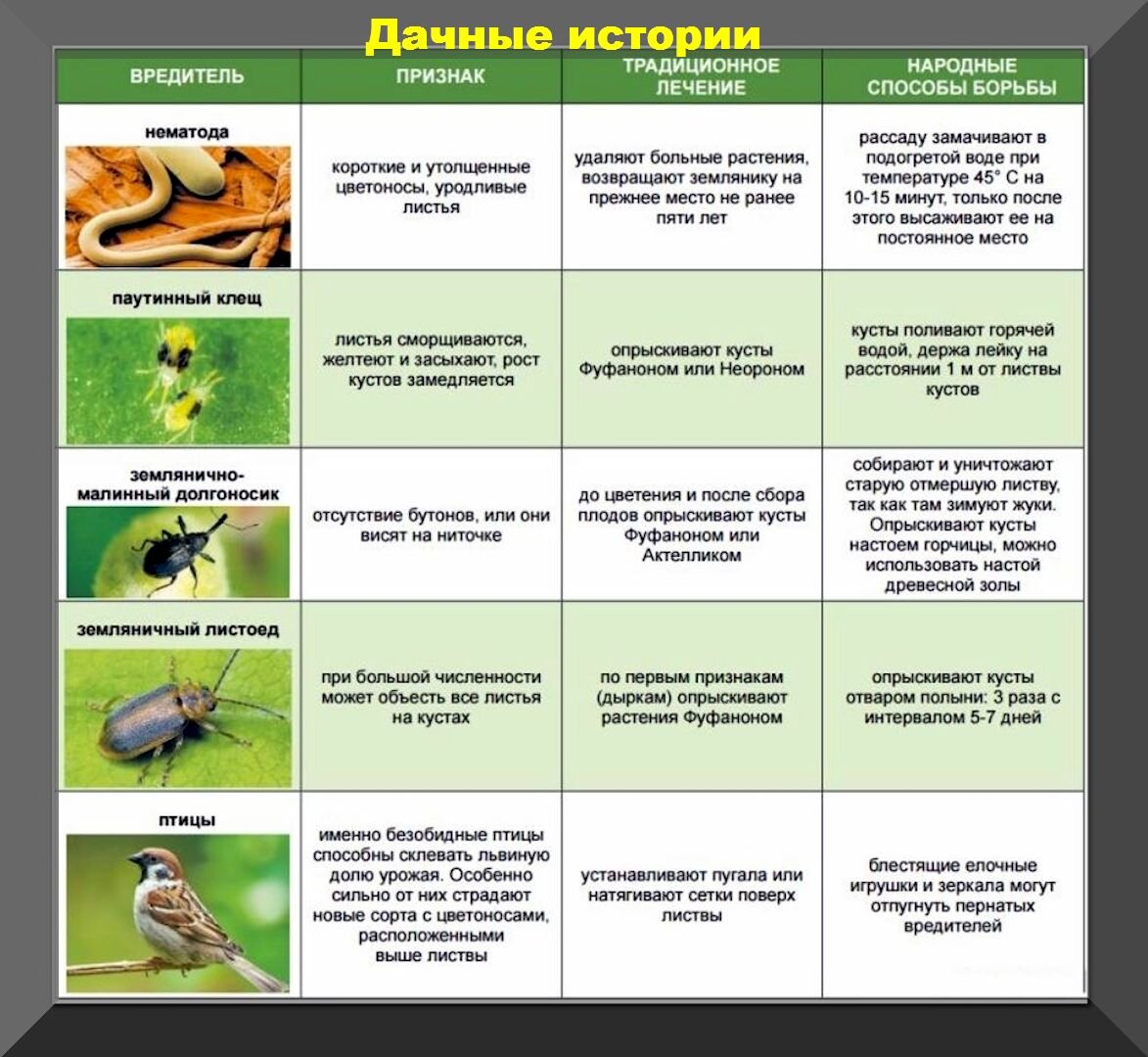 Вредители виктории в картинках