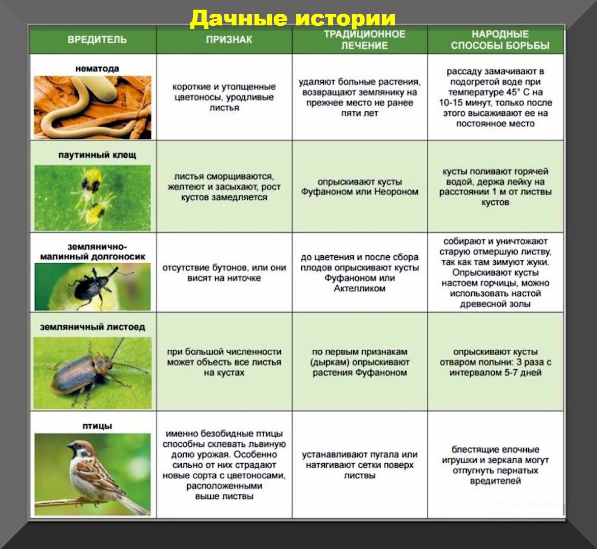 Основные вредители и болезни овощных культур и меры борьбы с ними