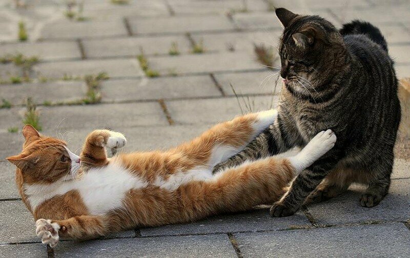 Коты враждуют между собой.Что делать😾 | Кошки, коты и котики | Дзен
