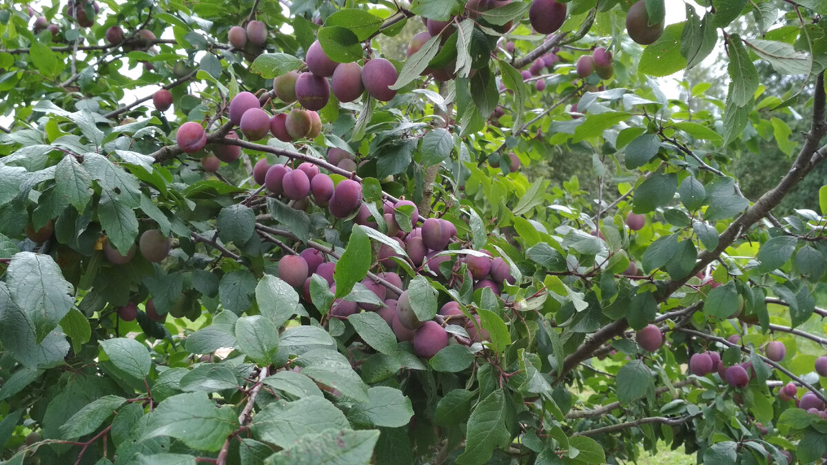 Урожай на молодом побеге