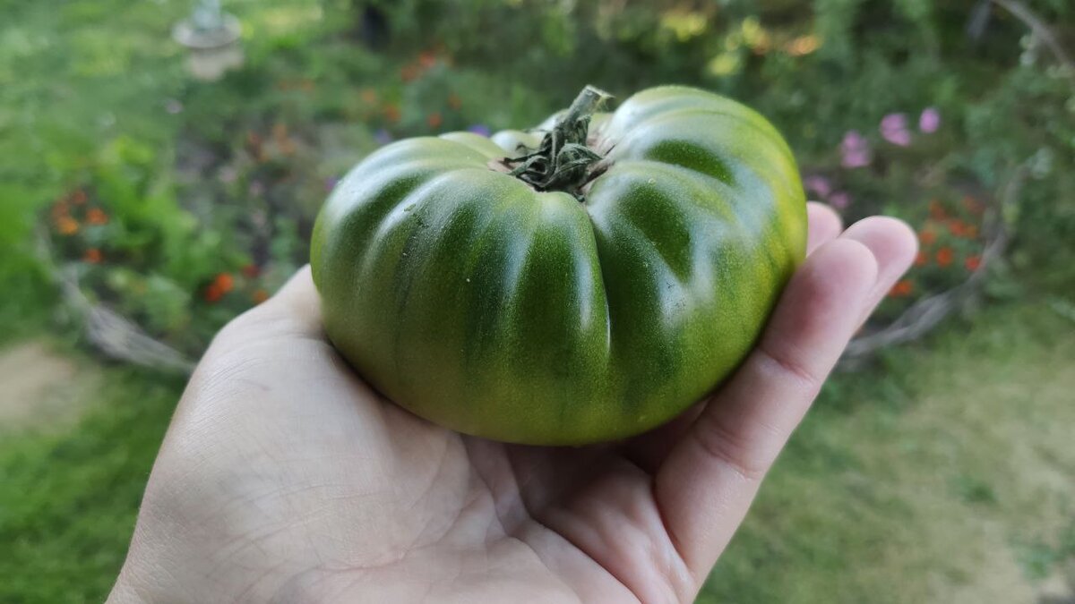 Три зеленых помидора. Какой из томатов действительно оказался сладким