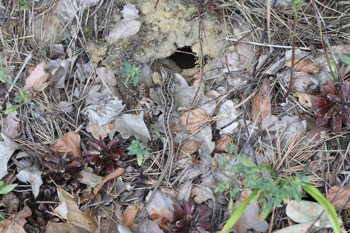 Наконец-то ящер! Пускай и издалека в этот раз.
