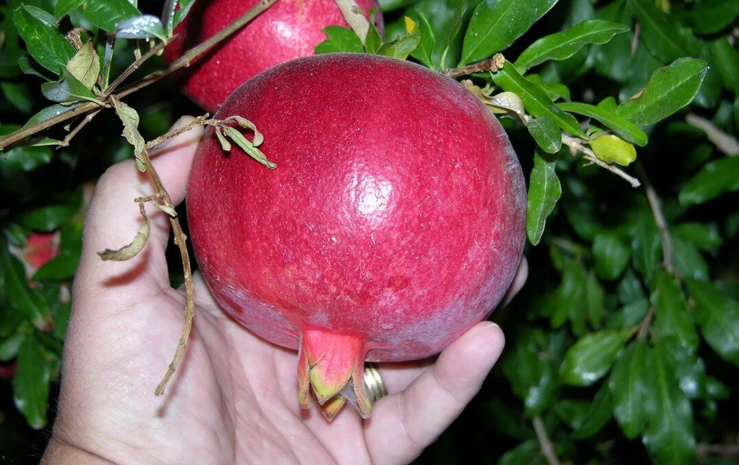 Wonderful Hardy Pomegranate tree - Punica granatum 'Wonderful' - fruit tree - Gr