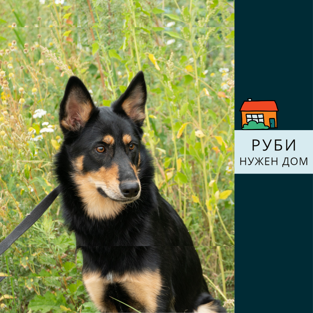 Руби, возраст до года. 