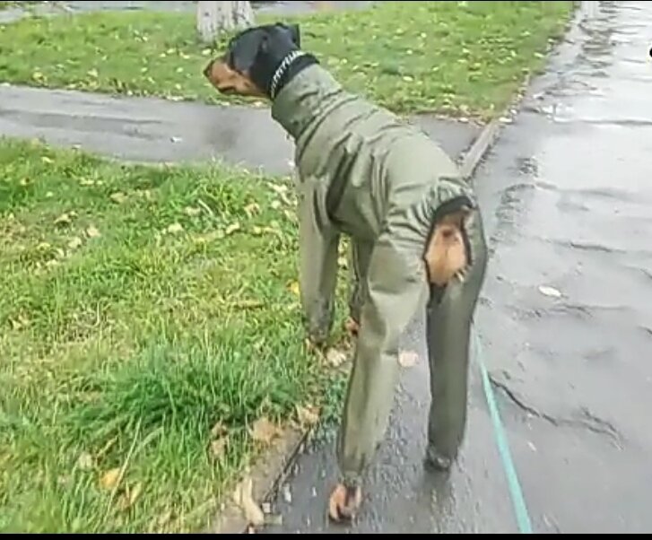 Лорд в комбинезоне. Чувствует себя замечательно. Ни каких стеснений. Ни какого дискомфорта. После прогулки чистенький. Только лапки помыть. 