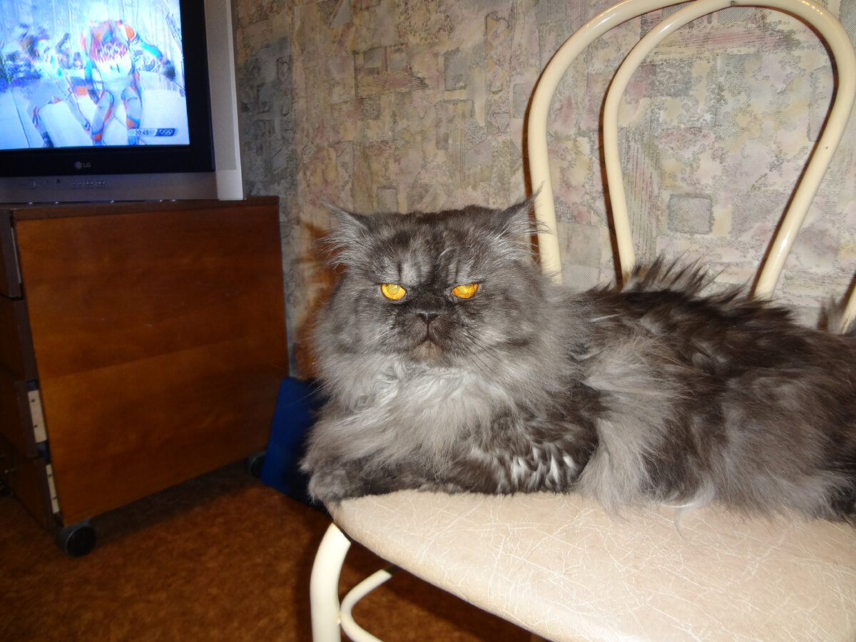 Здесь на фото, нашему коту всего - 10 лет, фото 2014 года.