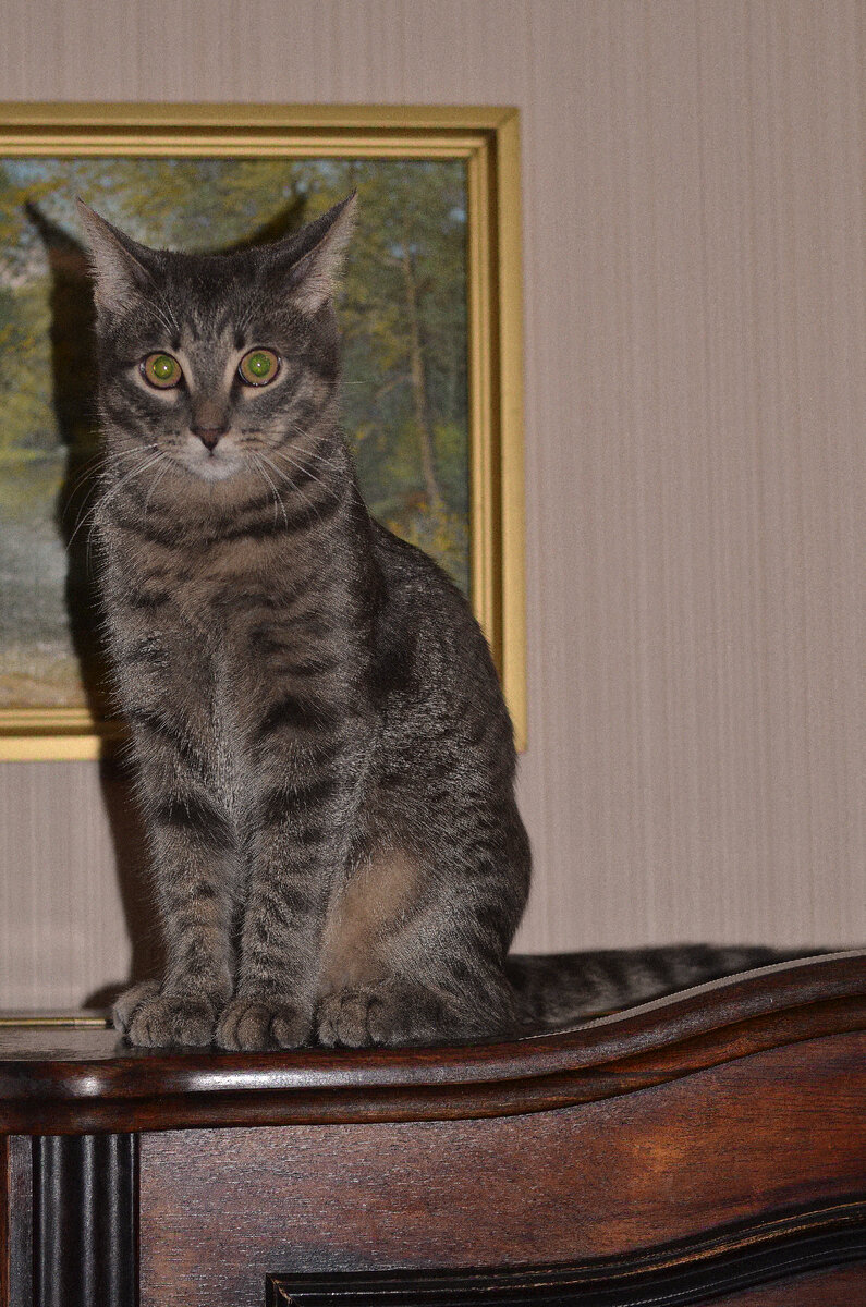 любопытный кот