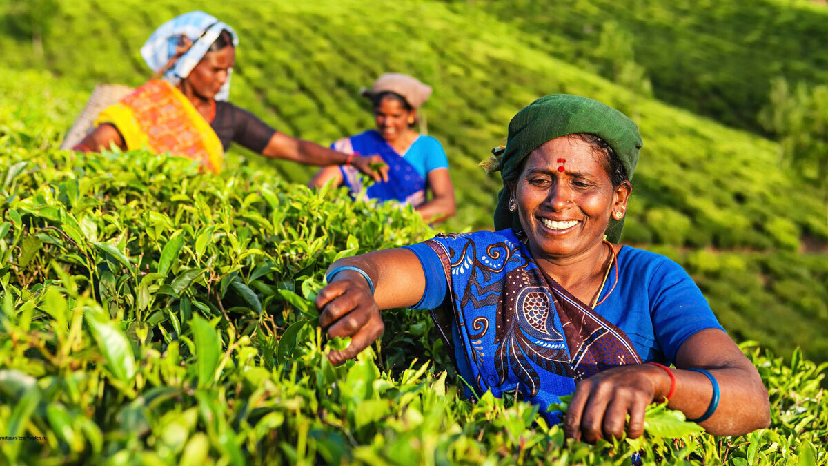 индия хозяйство и промышленность. хозяйство индии промышленность. хозяйство индии промышленность. сельское хозяйство индии кратко. характеристика промышленности индии.