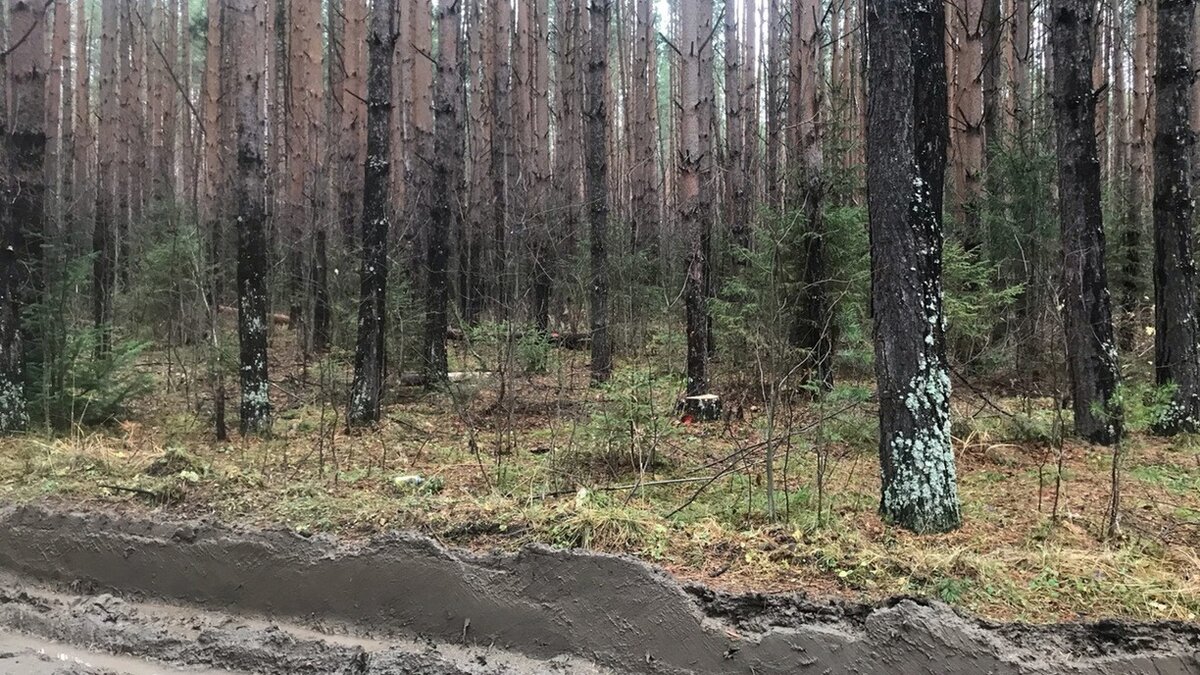     В лесах Приморского края ожидается увеличение уровня пожарной опасности. Дожди, которые придут на регион в выходные, не сильно изменят общую обстановку.