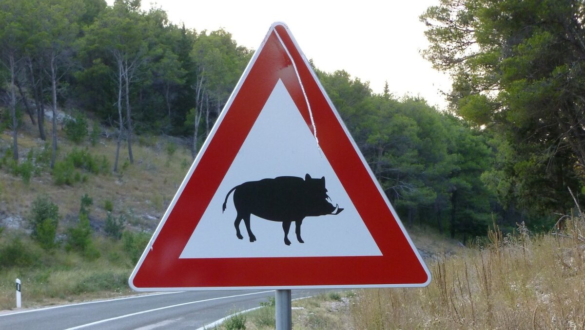     Как минимум трех диких кабанов заметили жители Ростова в разных районах города, животные гоняли собак в парке Островского и пугали людей. Откуда они могли взяться в мегаполисе и что успели натворить, в материале RostovGazeta.