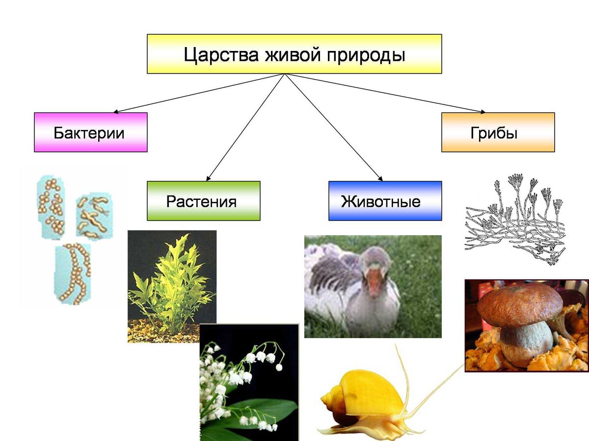 К каким царствам относятся организмы изображенные на рисунке укажите по два признака лиса гриб