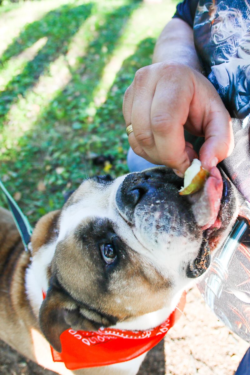 10 признаков того, что вы не лидер для своей собаки. | Help Bulldog | Дзен