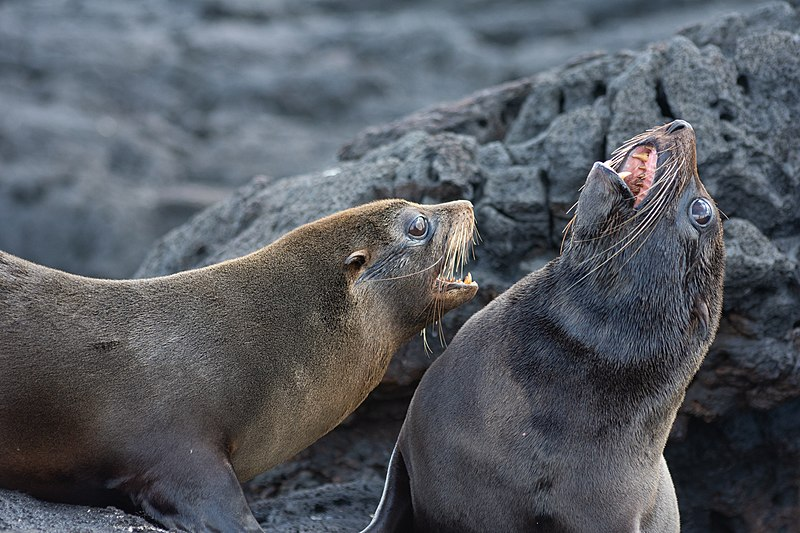 капский морской котик, галапагосский морской котик, juan fernández fur seal