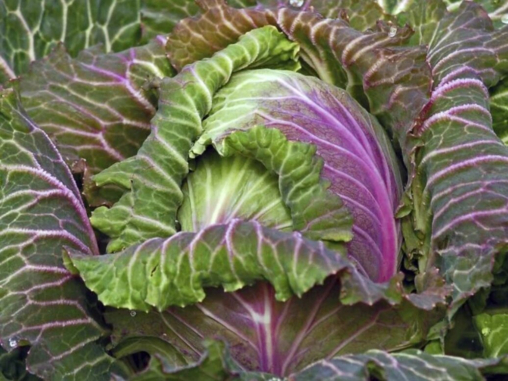 Савойская капуста Зимний деликатес из коллекции интернет-магазина чудогрядка.рф