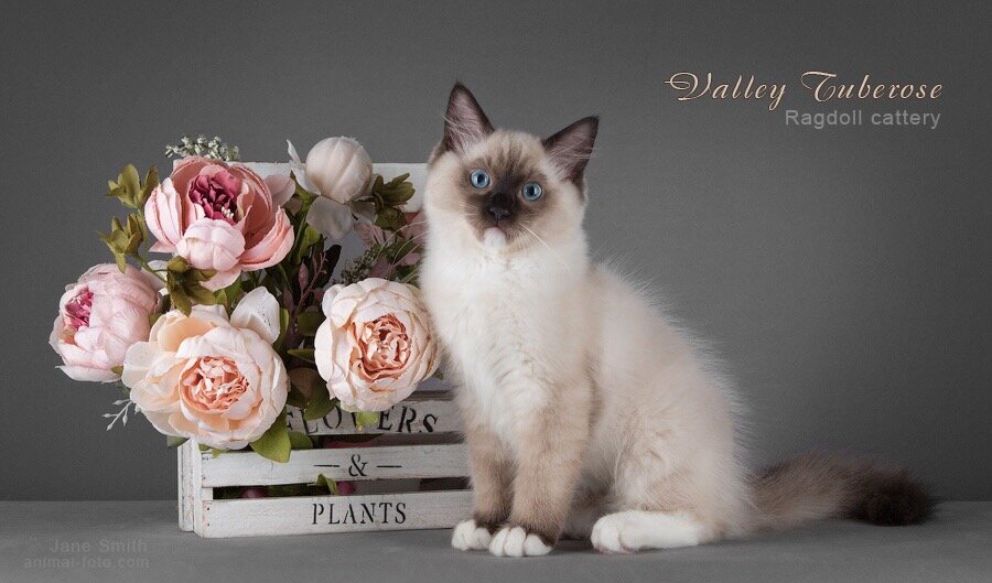 Такой котёнок рэгдолл  был в 3 месяца. Окрас сил миттед 