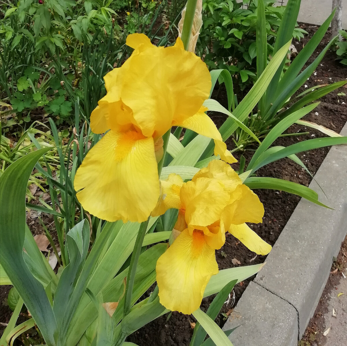 Жёлтый ирис