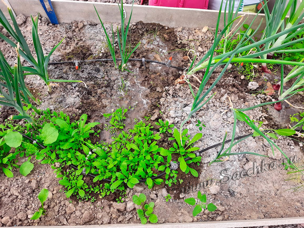 Сорняки на грядке