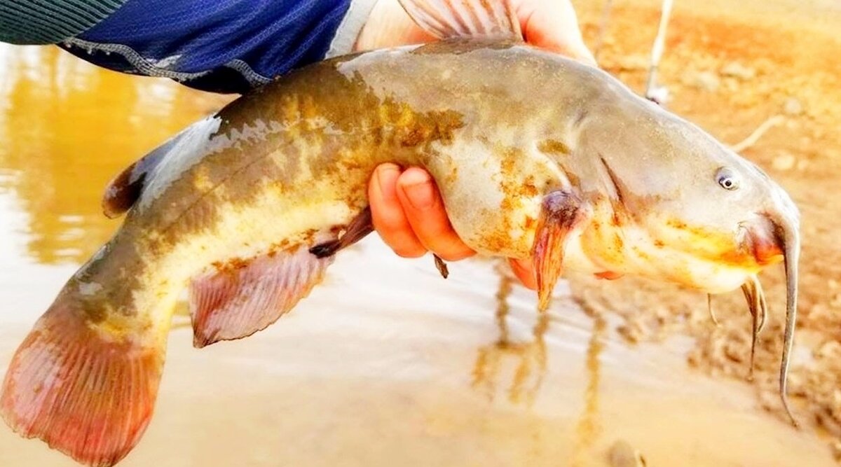 Одна из проверенных вещей – мясо кальмара.