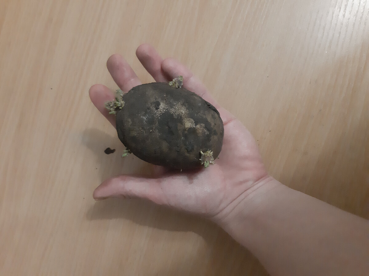 Картошечка с прошлого года