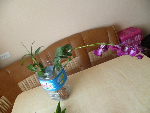 Привезла в подарок маме вот такую орхидею-дендрофаленопсис. И даже не поломала очень длинный цветонос.