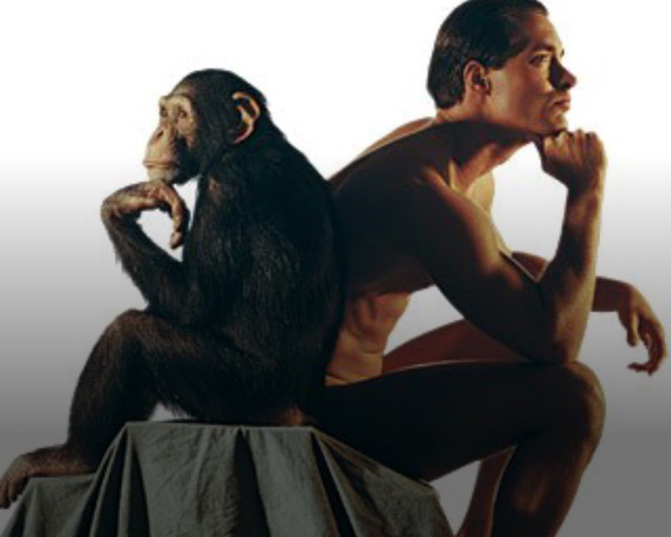 Обезьяна и Человек