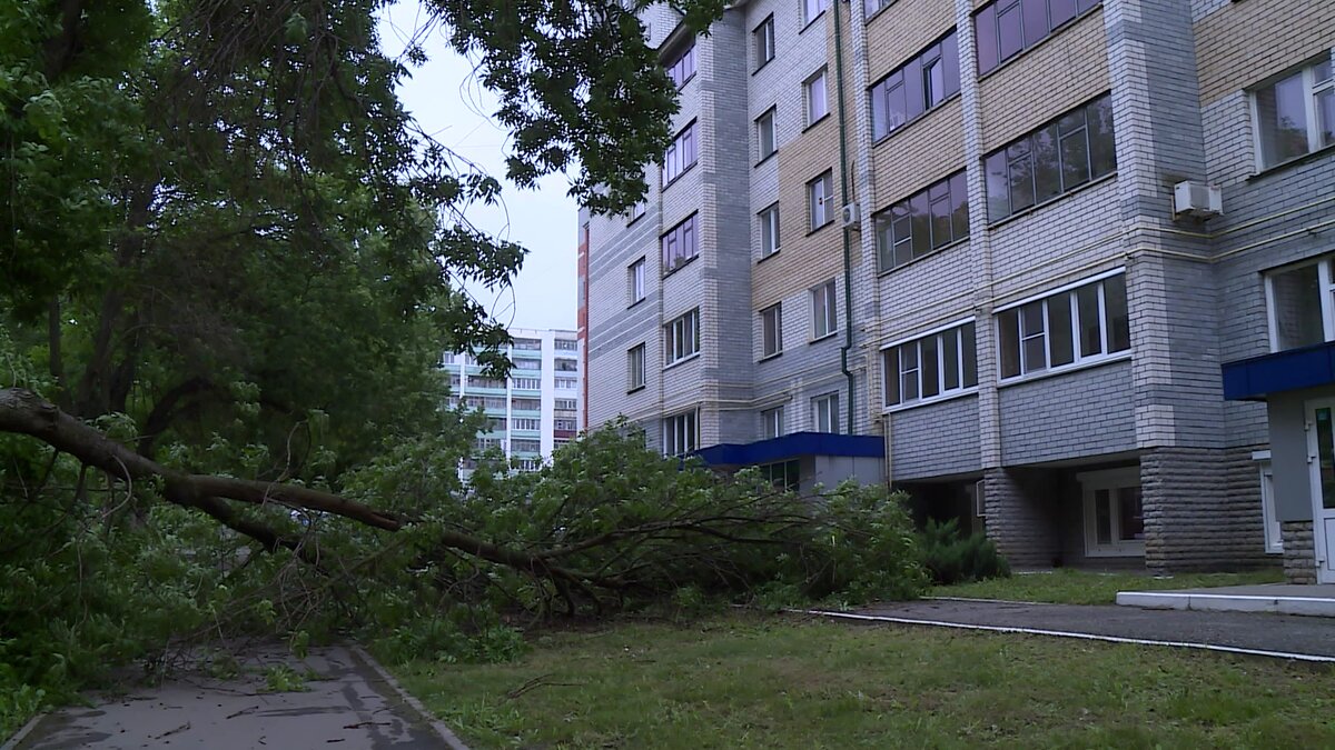 Тополь перегородил дорогу на Юго-Западе | ГТРК Мордовия | Дзен