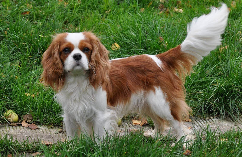 4 - Кавалер-кинг-чарльз-спаниель. Высота в холке : 30 - 33 см. Вес : 5,9 - 8,2 кг